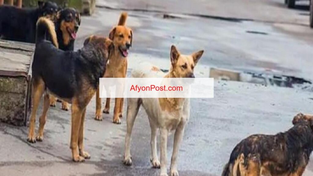 Afyonkarahisar Valisi Yiğitbaşı’dan sokak köpekleri hakkında yeni talimatlar